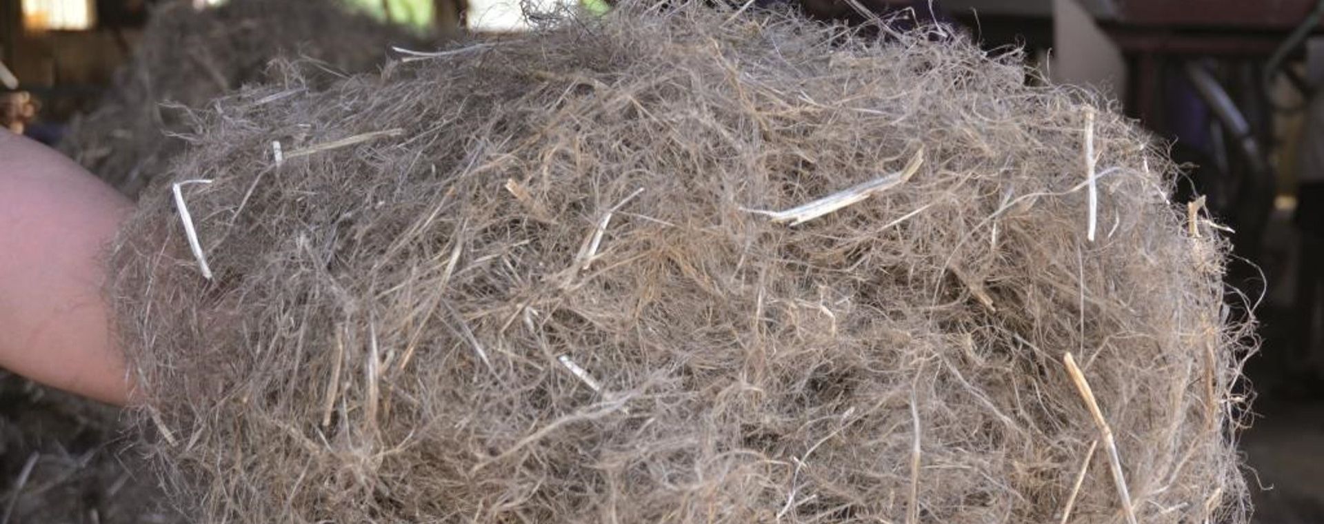 Fibres issues du chanvre utilisées dans l'isolation thermique des habitations, laines de chanvre